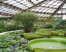 Image result for Greenhouse Plants