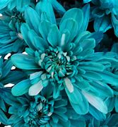 Image result for Turquoise Color Flowers