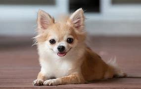 Image result for Tiniest Dog Breeds
