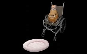 Image result for Cat Falling Off Wheelchair