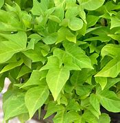 Image result for Ipomoea Green