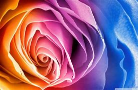 Image result for Rainbow Roses Wallpaper Desktop