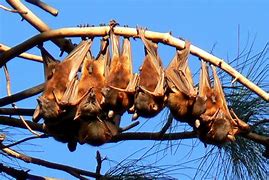 Image result for Red Fox Bat