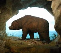 Image result for Cave Habitat