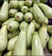 Image result for Grey Zucchini Squash Ready to Pick