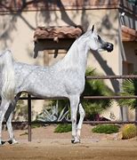 Image result for Cabbage Hill Farms Arabian Horse