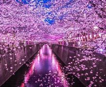 Image result for Japan Cherry Blossom Street