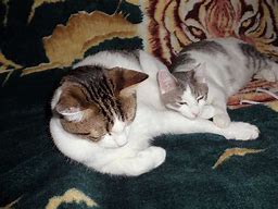 Image result for 5 Cats Snuggling