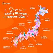 Image result for Sakura Cherry Blossom Yokohama Japan