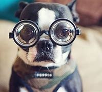 Image result for Dog Wearing Big Glasses