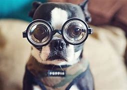 Image result for Dog Ate Glasses Funny