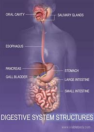 Image result for How Does the Digestive System Work