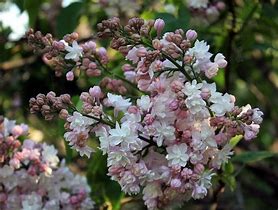 Image result for Syringa vulgaris Beauty of Moscow