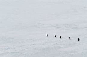 Image result for Antarctic Peninsula Cruise