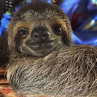 Image result for Sloth Legs