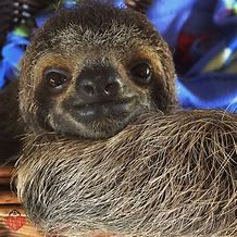 Image result for Sloth Nails