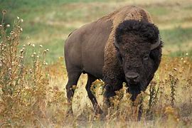 Image result for iPhone 7 Case with Buffalo Animal Image