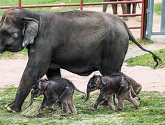 Image result for New Baby Elephant