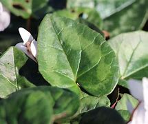 Image result for Cyclamen hederifolium Amaze Me