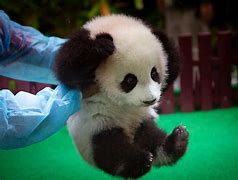 Image result for Cutest Panda On Earth
