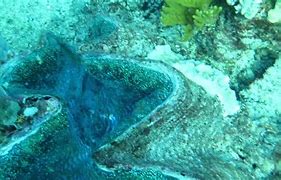 Image result for Giant Clam On Hand