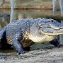Image result for Alligator Habitat Range