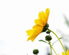 Image result for Yellow Flower with White Background