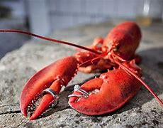 Image result for Lobster Claws Left and Right