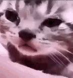 Image result for Sprigatito as Crying Cat Meme