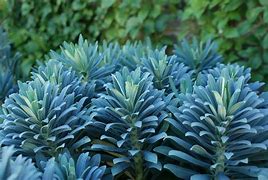 Image result for Euphorbia characias Portuguese Velvet