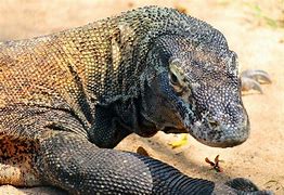 Image result for Comodo Dragon Beta