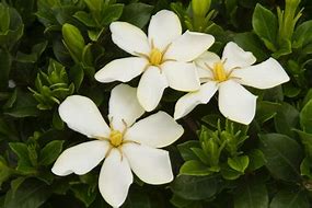 Gardenia jasminoides Sweet Star に対する画像結果
