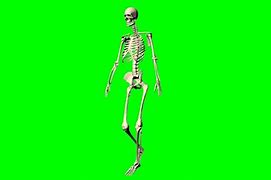 Image result for Skeleton Greenscreen