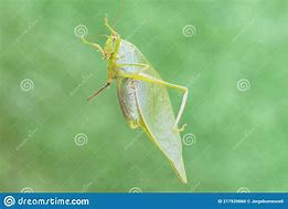 Image result for Cricket Printer Vinyl