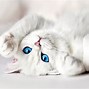 Image result for Cute White Cats with Blue Eyes