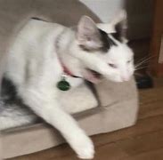 Image result for OH Lawd He Comin Cat