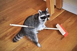 Image result for Funny Raccoon Wallpaper