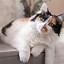 Image result for Tabby and Calico Cat