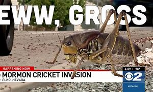 Image result for Be the Mormon Cricket Quotes