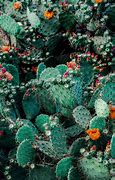 Image result for Cactus iPhone Wallpaper
