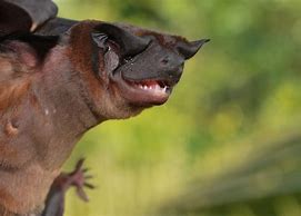 Image result for White-Winged Dog-Like Bat