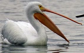 Image result for Pictures of Live Pelicans