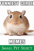 Image result for Gerbil Banana Meme