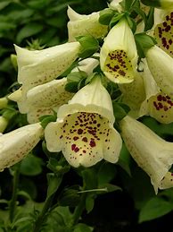 Image result for Digitalis purpurea primrose carousel