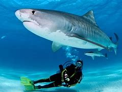 Image result for Diving with Sharks