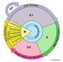 Image result for Cell Cycle 4 Phases