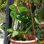 Image result for Aquaponic Strawberries
