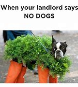 Image result for Dog Bit Landlord Meme