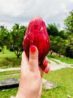 Image result for Jamaican Apple