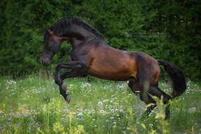 Image result for Dark Bay Andalusian Horse